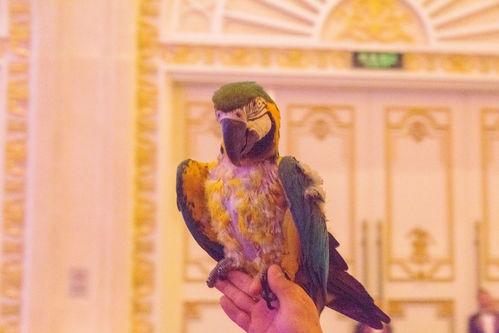 深圳网红小姐最新爆料,揭秘娱乐圈不为人知的秘密